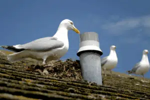 Quando fanno il nido i gabbiani?