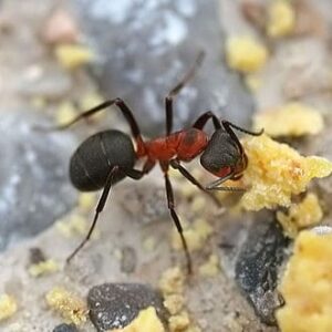 eliminare le formiche da casa: formica rossa