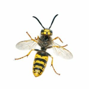 Disinfestazione vespe e api
