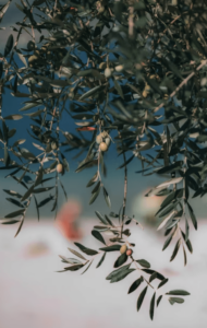 Potatura olivo cime