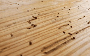 Come riconoscere tarli del legno