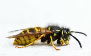 Differenze vespe calabroni